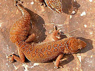 Pachydactylus oculatus (Golden spotted thick-toed gecko)