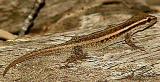 Lygodactylus capensis (Cape dwarf gecko)