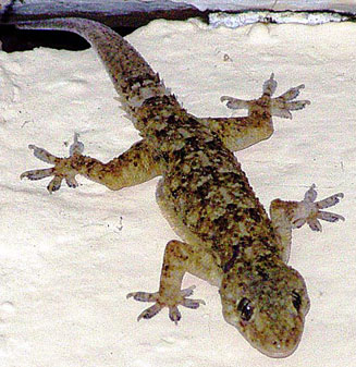 Hemidactylus platycephalus (Flat-headed tropical house gecko)