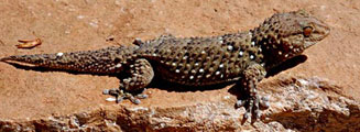 Chondrodactylus bibronii (Bibron's gecko)