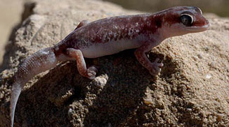 Pachydactylus austeni (Austen's thick-toed gecko)