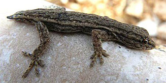Lygodactylus bradfieldi (Bradfield's dwarf gecko)