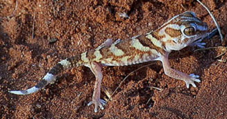 Chondrodactylus angulifer (Giant ground gecko)