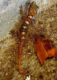 Pachydactylus montanus (Namaqua mountain gecko)