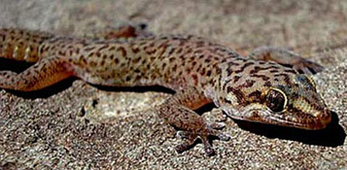 Pachydactylus purcelli (Purchell's gecko)