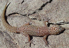 Pachydactylus purcelli (Purchell's gecko)