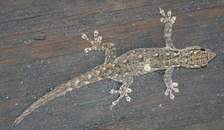 Lygodactylus chobiensis (Chobe dwarf gecko)