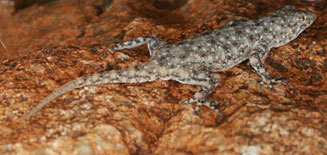 Rhoptropus barnardi (Barnard's Namib day gecko)