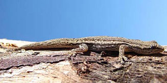 Lygodactylus bradfieldi (Bradfield's dwarf gecko)