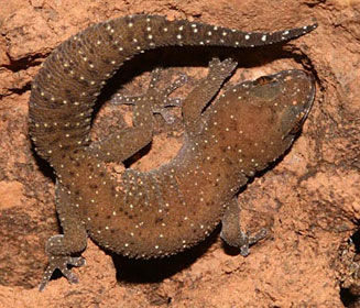 Pachydactylus affinis (Transvaal thick-toed gecko)
