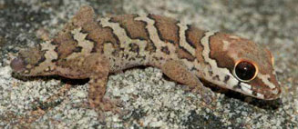 Pachydactylus carinatus (Southern rough thick-toed gecko)