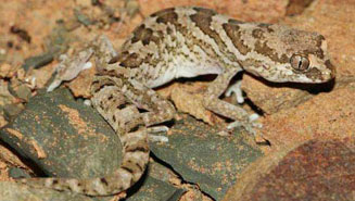 Pachydactylus mariquensis (Marico thick-toed gecko)
