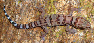 Pachydactylus weberi (Weber's thick-toed gecko)