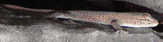Lygodactylus ocellatus (Spotted dwarf gecko)