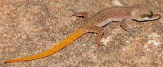 Pachydactylus punctatus (Speckled thick-toed gecko)