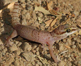 Pachydactylus monicae (Monica's gecko)