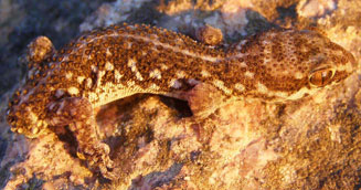 Pachydactylus labialis (Western Cape thick-toed gecko)