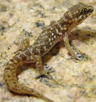 Pachydactylus labialis (Western Cape thick-toed gecko)