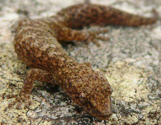 Afrogecko porphyreus (Marbled leaf-toed gecko)