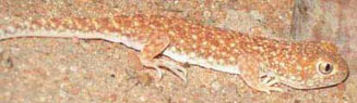 Ptenopus garrulus (Common barking gecko)