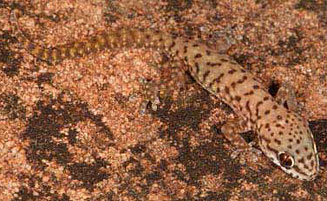 Pachydactylus affinis (Transvaal thick-toed gecko)