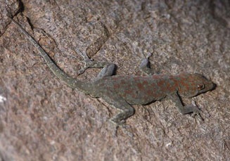 Rhoptropus boultoni (Boulton's Namib day gecko)