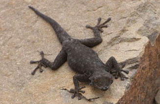 Rhoptropus bradfieldi (Bradfield's Namib day gecko)