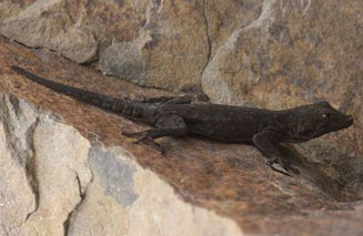Rhoptropus bradfieldi (Bradfield's Namib day gecko)