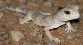 Ptenopus carpi (Carp's barking gecko)
