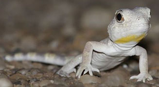 Ptenopus carpi (Carp's barking gecko)