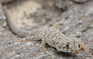 Rhoptropus afer (Common Namib day gecko)