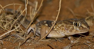 Chondrodactylus angulifer (Giant ground gecko)