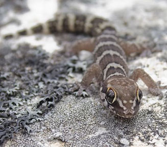 Pachydactylus carinatus (Southern rough thick-toed gecko)