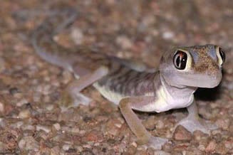 Pachydactylus rangei (Web-footed gecko) 