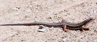 Gerrhosaurus typicus (Namaqua plated lizard)