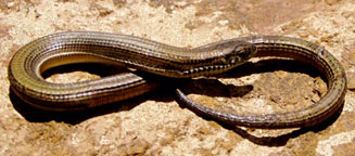 Tetradactylus breyeri (Breyer's long-tailed seps)