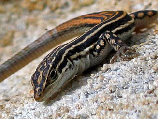 Pedioplanis burchelli (Burchell's sand lizard)