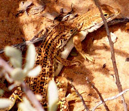 Meroles suborbitalis (Spotted desert lizard)