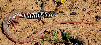 Nucras tessellata (Western sandveld lizard)