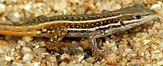 Ichnotropis squamulosa (Common rough-scaled lizard)