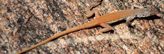 Pedioplanis inornata (Plain sand lizard)
