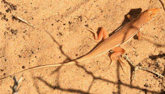 Meroles ctenodactylus (Smith's desert lizard)