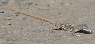 Pedioplanis laticeps (Cape sand lizard)