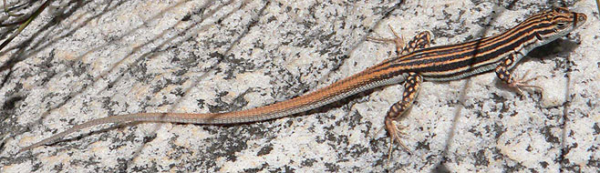Pedioplanis burchelli (Burchell's sand lizard)