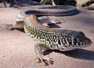 Nucras livida (Karoo sandveld lizard)