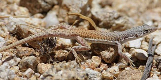 Pedioplanis husabensis (Husab sand lizard)