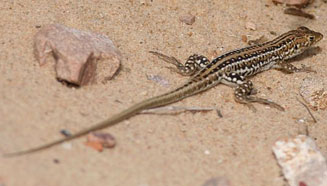 Meroles knoxii (Knox's desert lizard)