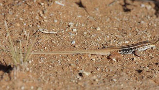 Pedioplanis namaquensis (Namaqua sand lizard)