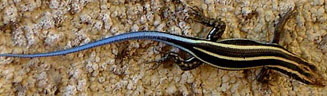 Trachylepis margaritifera (Rainbow skink)