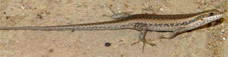 Trachylepis spilogaster (Kalahari tree skink) 